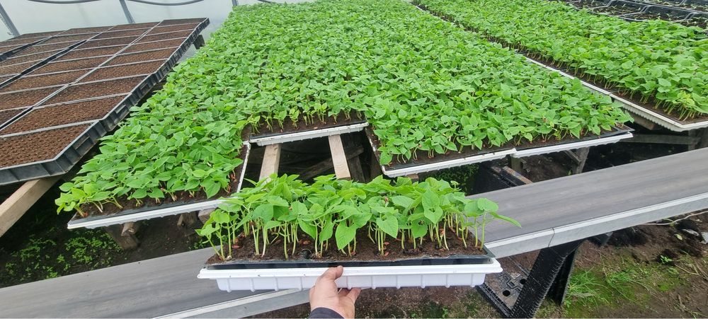 Fasola szparagowa sadzonka rozsada