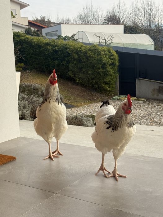 Galo sussex light para venda