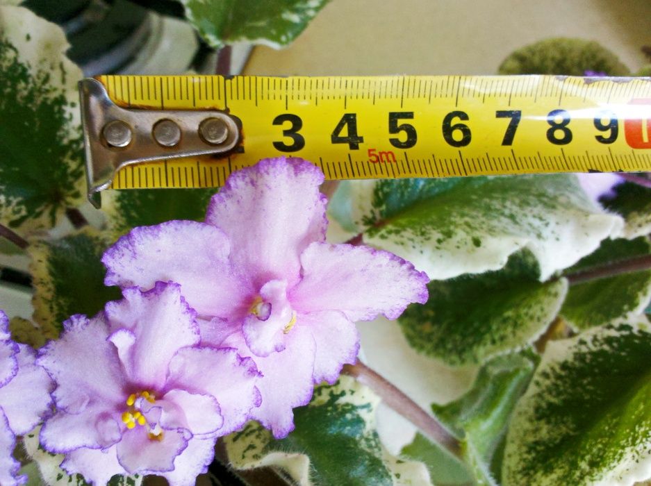 Фиалки цветущие (сенполии)