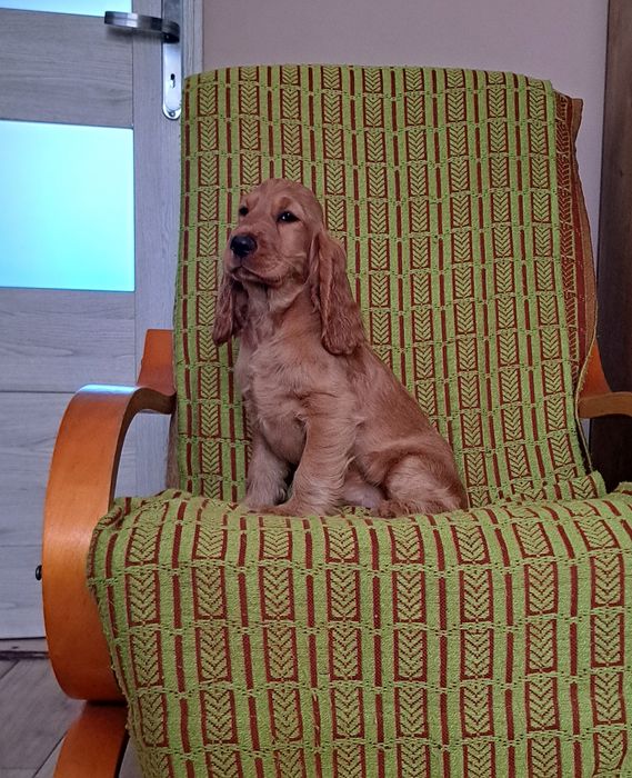 Cocker Spaniel angielski Suczka