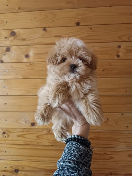 Шикарний мікро мальтіпу F1 хлопчик і дівчинка Львів.