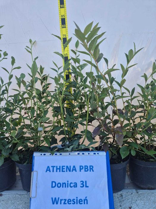 11. Borówka amerykańska ATHENA PBR donica 3litry SADONKA PREMIUM