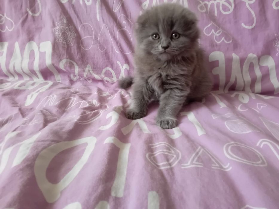 Котята шотландские веслоухие