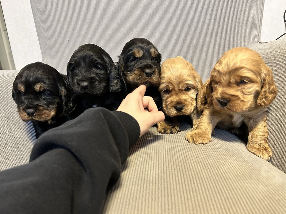 Cocker Spaniel Angielski, Szczeniaczek