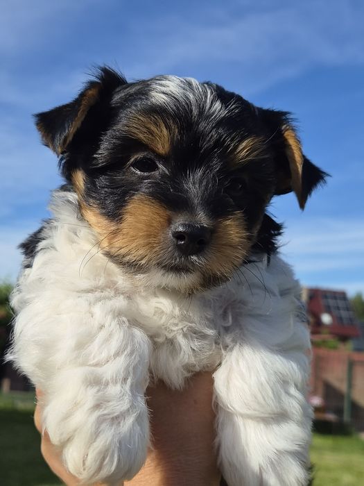 Biewer Yorkshire Terrier