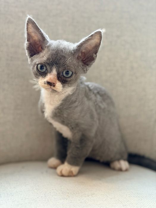 Devon Rex rezerwacja