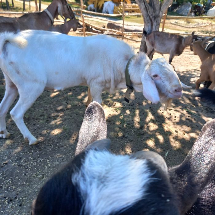 Нубійський козел плідник