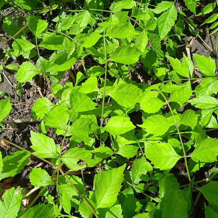 Кампсис-лиана укореняющаяся.