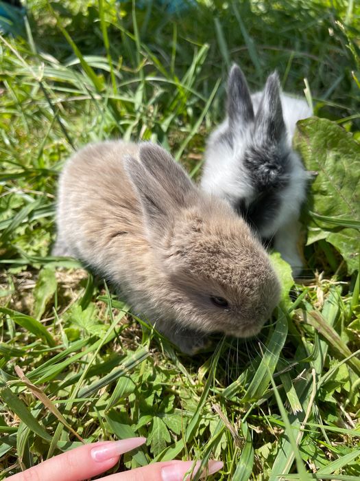 Декоративні кролики