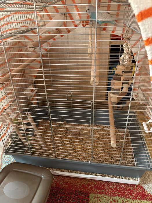 Papugi faliste młode