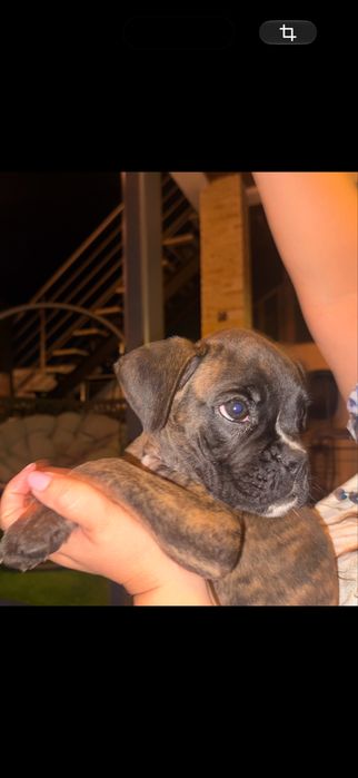Cachorro raça Boxer