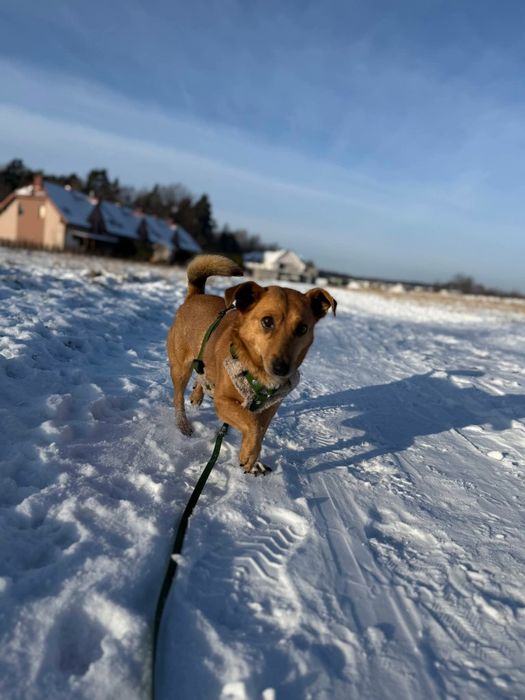 Mały Cynamon szuka domu!