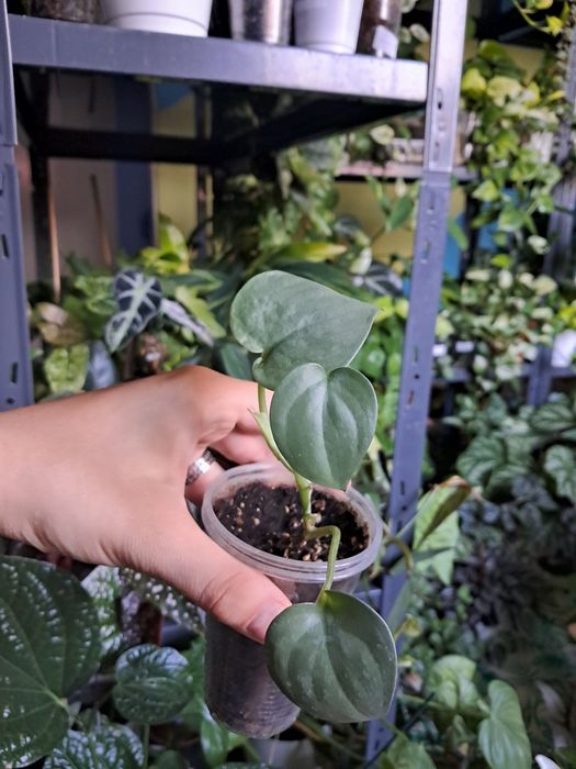 Scindapsus silver hero ukorzeniona sadzonka