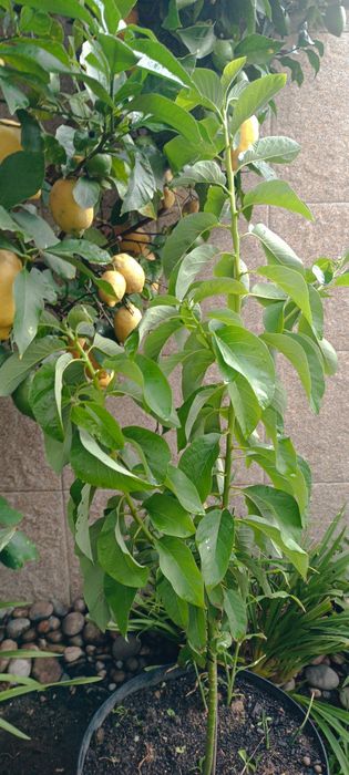Planta de abacate em vaso.