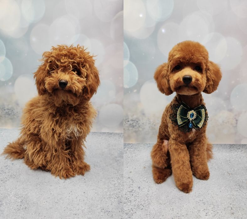 Работаю и без света!!! Стрижки котов и собак, чистка зубов ультразвуко