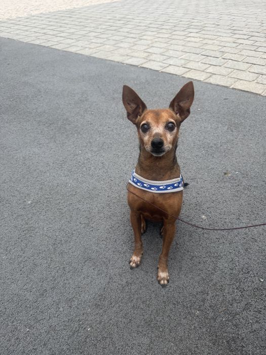 Cão pincher para dar