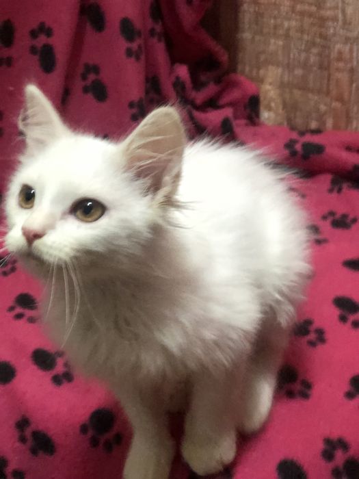 Кошенята підлітки в люблячу родину