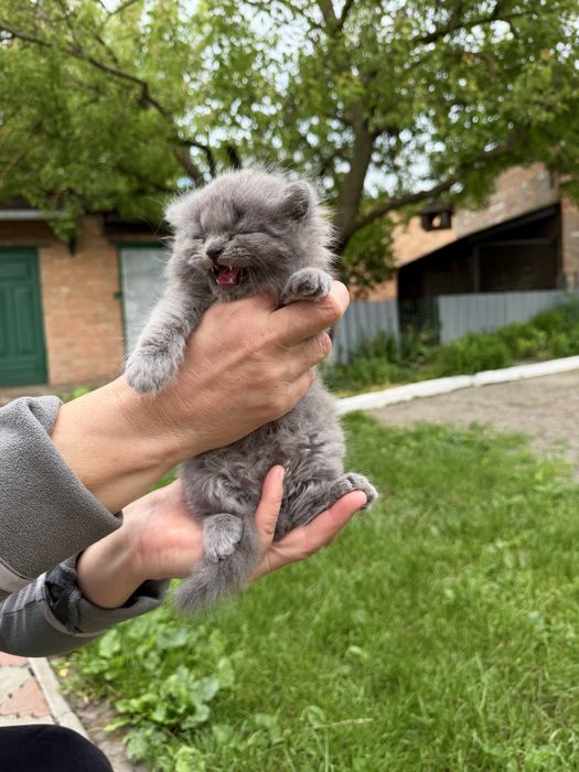 Продам кошенят