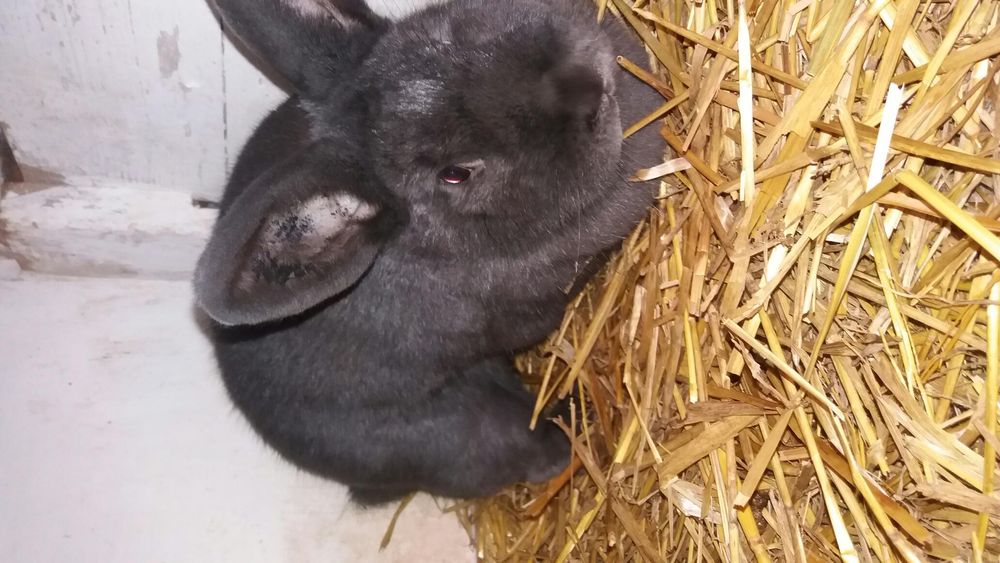 Wiedeński niebieski z ocenami