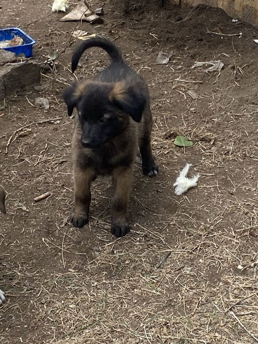 Щенки ищут заботливых хозяев