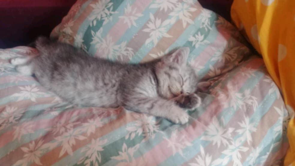 Kotka brytyjska piękna