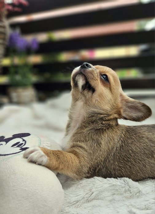 Chihuahua chłopczyk. Zarezerwowany