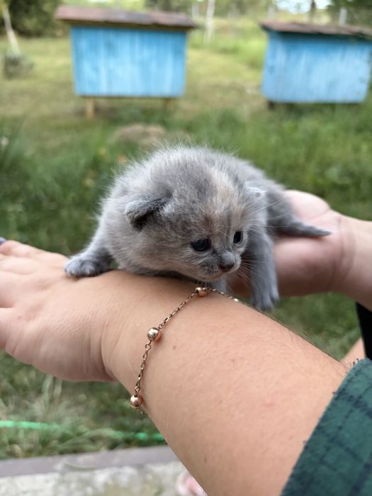 Віддаю кошенят в добрі руки безкоштовно