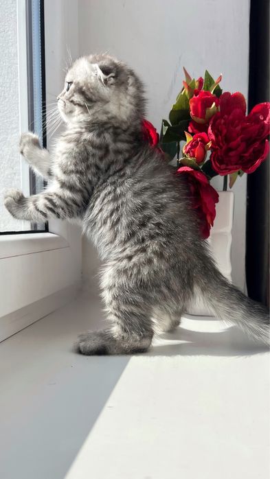 Шотландький висловухий котик, кошенята, котики