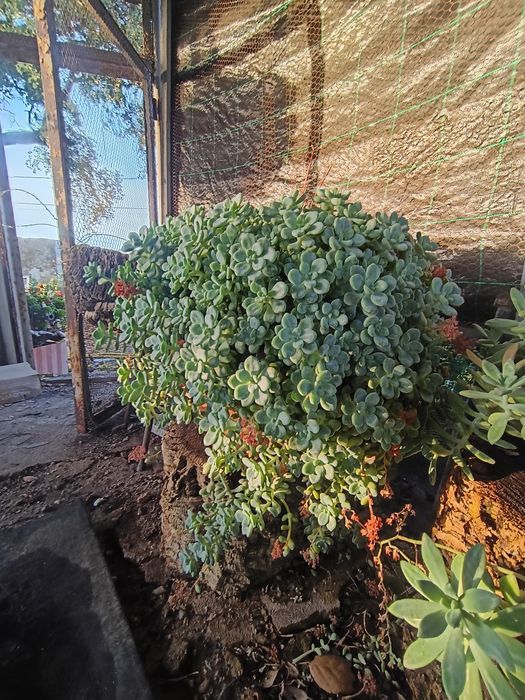 Suculenta Sedum Gigante – Uma Verdadeira Obra-Prima da Natureza!