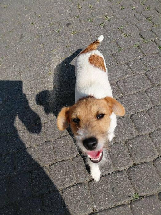 Suczka Jack Russell terrier