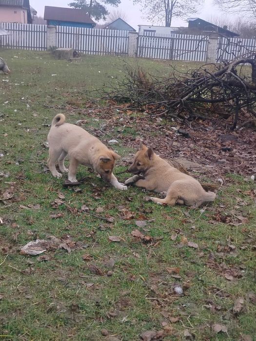 Łajka zachodniosyberyjska szczeniak