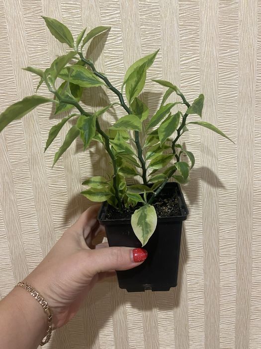 Педилантус титималовидний, приваблива рослина  30 см