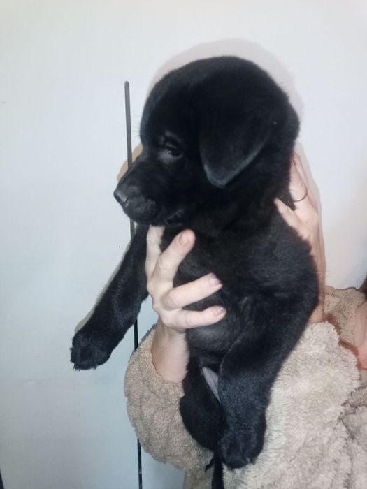 Дівчинка,21,10.25р.н лабрадоренята мама третє фото