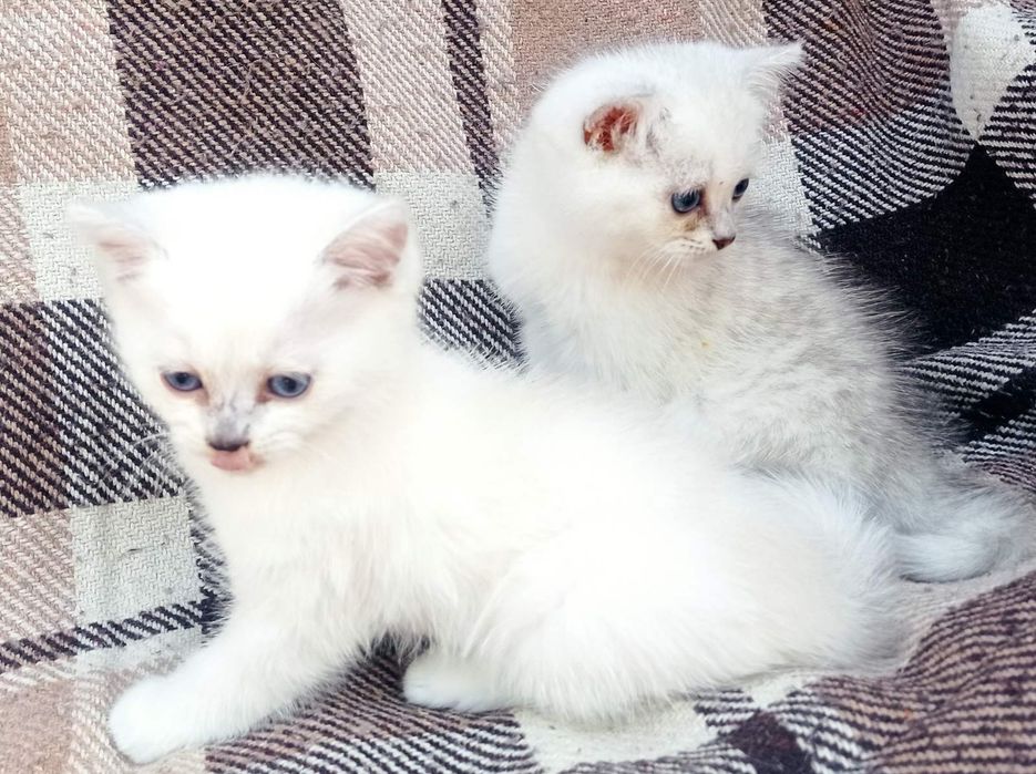 Классные британцы,мальчики