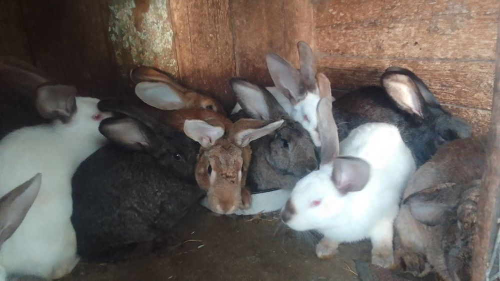 Продаж кролів (Домашніх)