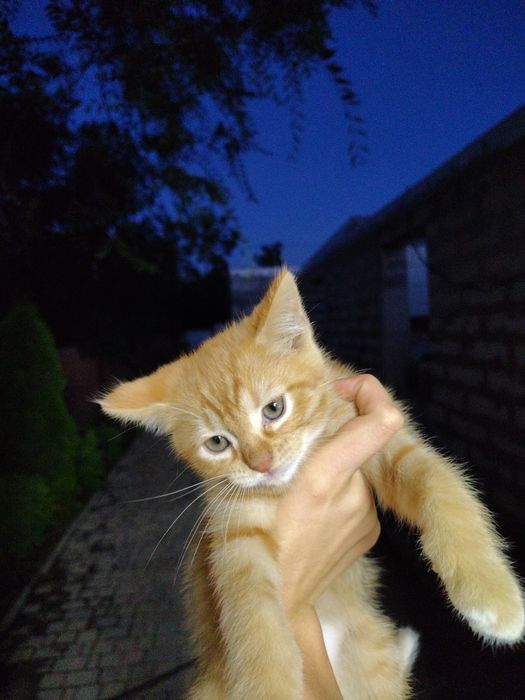 Дівчинки кошенята