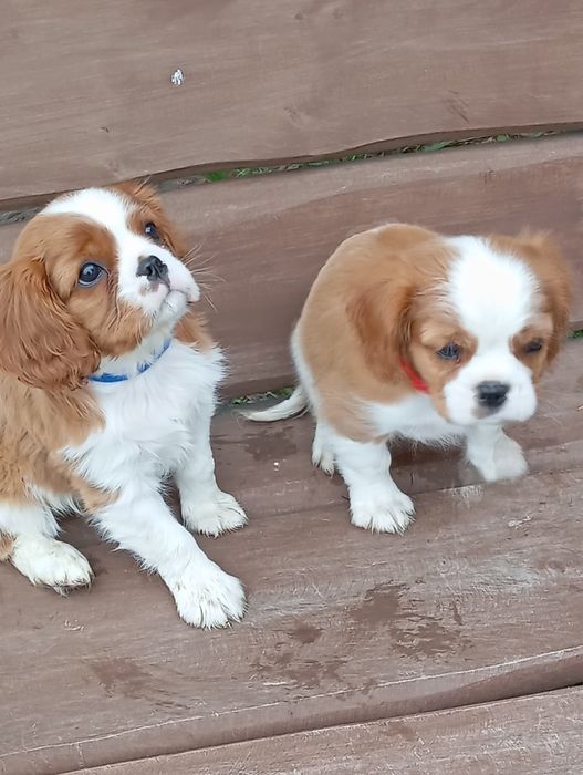 cavalier king charles spaniel