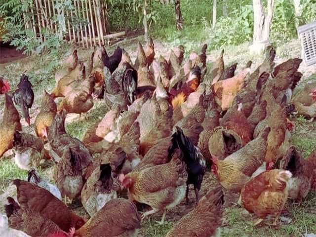 Інкубаційне яйце Вельзумер. Курчата. Птиця.