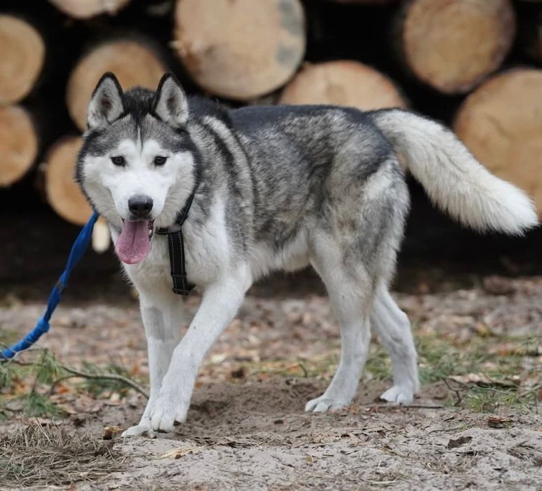 Charlie - husky malamut do adopcji!