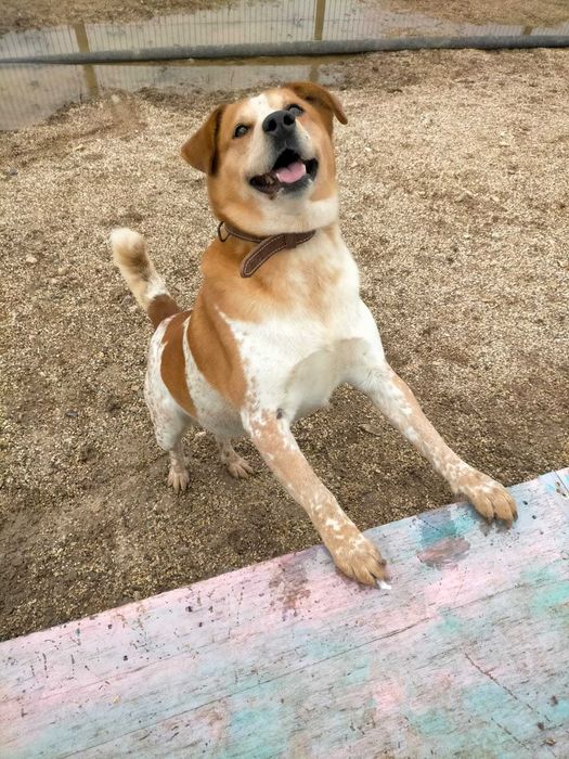 Sebastião - médio grande para adoção