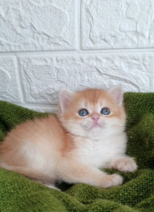 Шикарные котята у НАС!золотая шиншилла