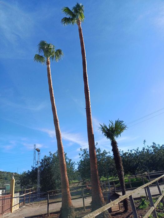 Palmeiras Washingtonia