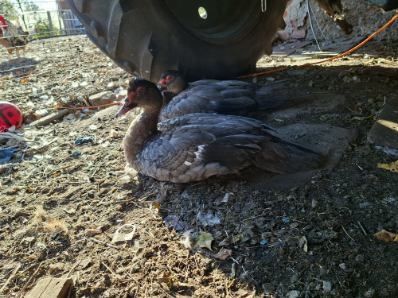 2 czarne kaczorki piżmowe