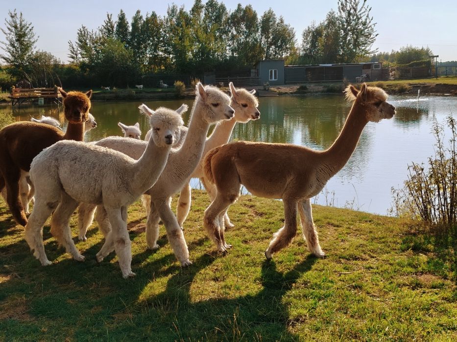 Alpaki,alpaka,samice