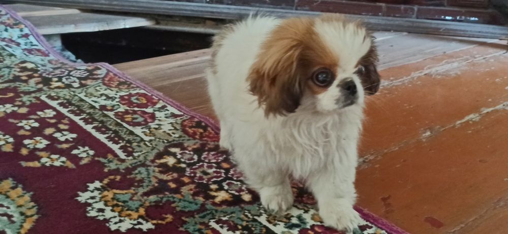 Собачки Пікінеси