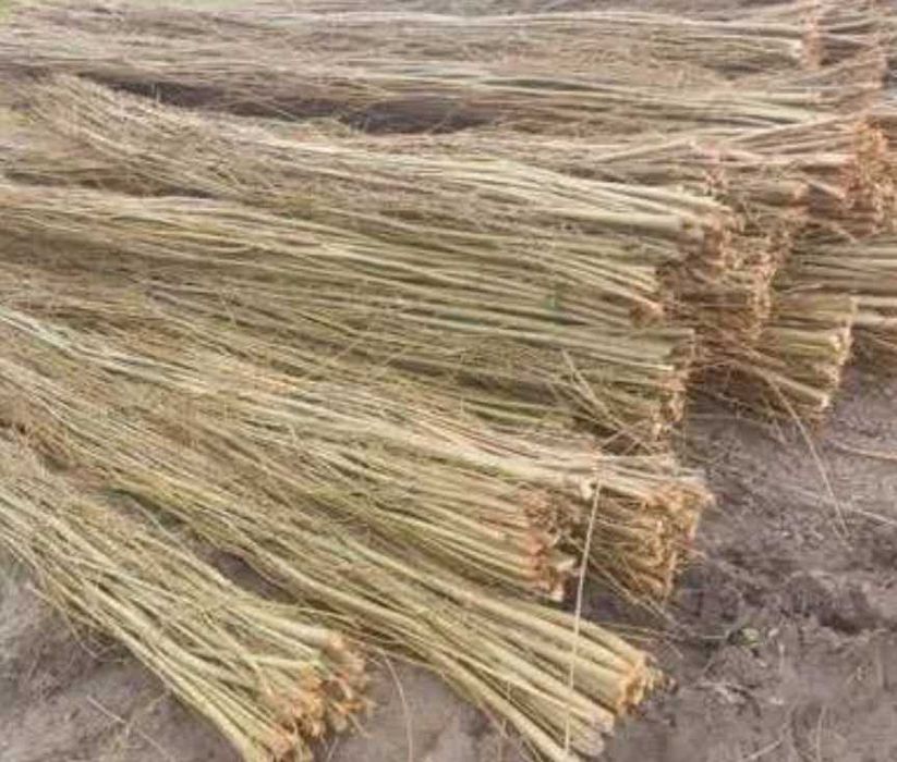 Sprzedam Faszynę wierzbową