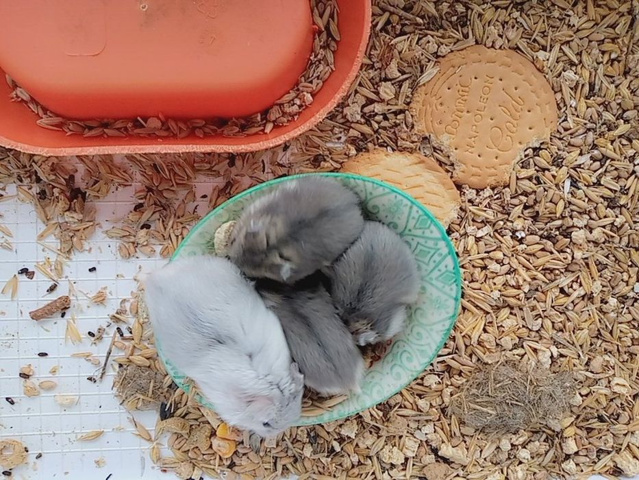 Хомячки Кременчуг