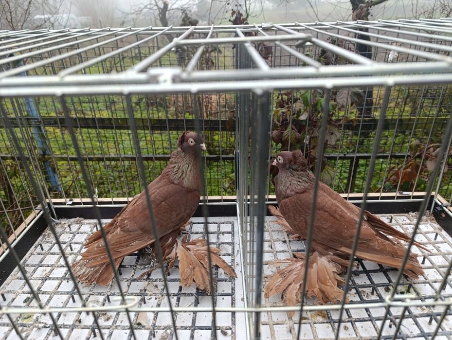 Wywrotki wschodniopruskie  gołębie ptaki