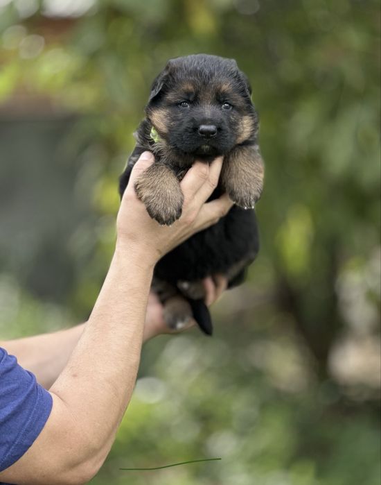Породисті німецькі вівчарки цуценята. Ідеальний вибір в сімю і охорону
