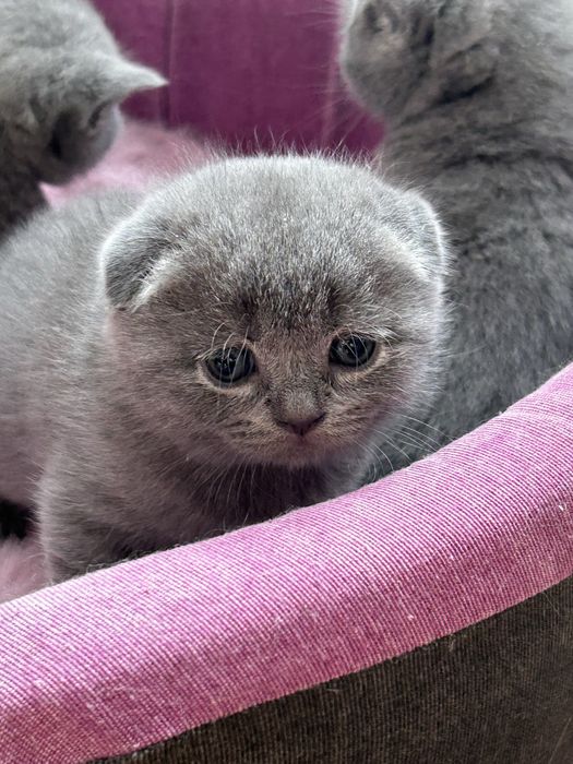 Шотландські кошенятка